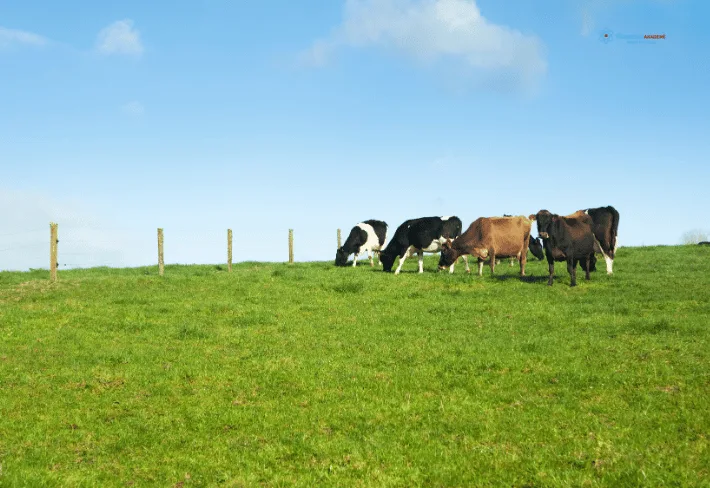 Süt Sığırı Yetiştiriciliği Eğitimi